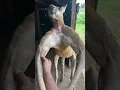 Download Lagu Everything’s bigger in Texas... including Kangaroos 😂