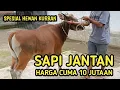 Lagu Spesial Harga Sapi Untuk Hewan Kurban Tahun 2025