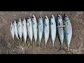 Download Lagu Mackerel fishing on Duo Ryuki 70sw Adriatic Sea (Selce)