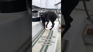 #fyp #pets #doberman #dream #sailing