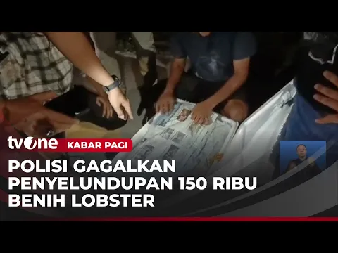 Sopir Pembawa 150 Ribu Benih Lobster Ditangkap beserta Barang Buktinya