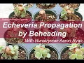 Echeveria Propagation by Beheading with Expert Aaron Ryan