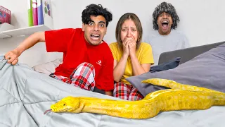 سرير الحسين و زوجته اتحول لوكر أفاعى 😈🐍