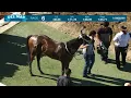 My Man Joe Roldan wins race 6 at Del Mar 26
