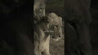 كلشي انت بالنسبه الي الشعرالشعبي أسد شعر عراقي ستوريات حب شمس الفجر اكسبلور 