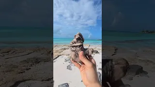 This was a very good stick #myanimals #mydogs #travel #boating