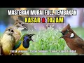 Lagu Masteran FULL Tembakan KASAR dan Tajam Cucak Jenggot, Cucak Cungkok, Kapas Tembak, Cililin