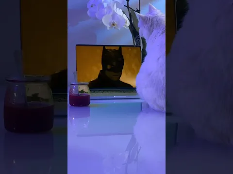 СОФА ПРОТИВ БЭТМЕНА 🦇