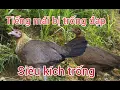 Download Lagu Tiếng gà rừng mái