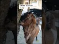 Download Lagu kambing sapi kurban #shorts #takbiranmerdu