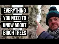 Birch Trees are Amazing - Find Out Why