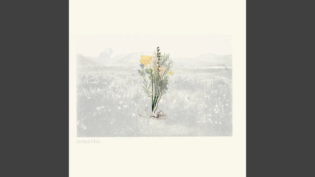 Oxeye Oxeye