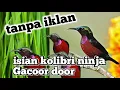 Download Lagu masteran KOLIBRI ninja gacor full tanpa iklan untuk isian semua jenis burung  suara lebih jernih