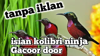 masteran kolibri ninja gacor full tanpa iklan untuk isian semua jenis burung suara lebih jernih