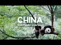 Travel Abroad China Panda Conservation