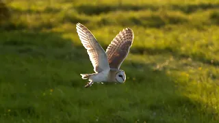 Download The Unbelievable Flight of a Barn Owl | Super Powered Owls | BBC Earth MP3