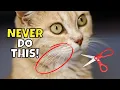 WARNING What Happens When You Cut a Cat s Whiskers
