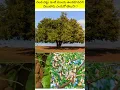 Download Lagu Do you know why it is said that a Chinese tree should not be in front of the house? | Rn facts