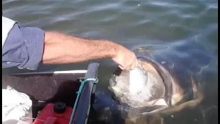 Big Fish and Campfire Cooking – Free Range Sailing Ep 14