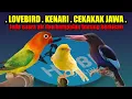 Download Lagu MASTER LOVEBIRD KENARI CEKAKAK JAWA Jeda suara air dan kumpulan burung berkicau