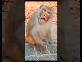 Download Lagu Detik-Detik Monyet Kaget #funny #balon #monkey #cute