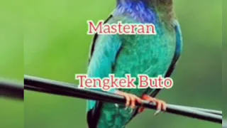 masteran tengkek buto pbbf