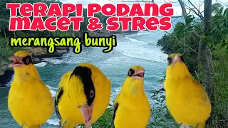 suara terapi kepodang bahan agar bunyi dan cara terapi kepodang stres