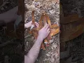 1 Forgotten Survival Use of Birch Bark