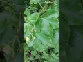 Download Lagu Planta Tua Tua, Beneficios y Propiedades Medicinales.