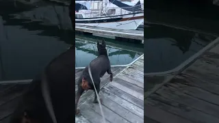 #fyp #dream #sailing #doberman #pets