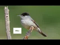 Download Lagu Eurasian Black cap Bird Call - Birds Sounds 2022