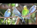Lagu Nature Birds Ringtone | Ringtones for Android | Animal Ringtones