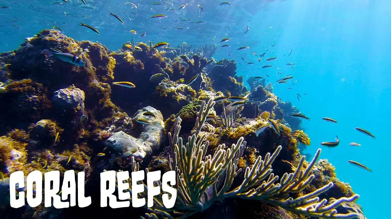 Coral Reef Ecosystems: A General Overview