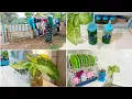 Download Lagu cari pohon keladi liar dibelakang rumah untuk hiasan didapur + bersih bersih✨vlog irt desa