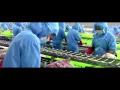 Download Lagu Verhaal van de Pangasius