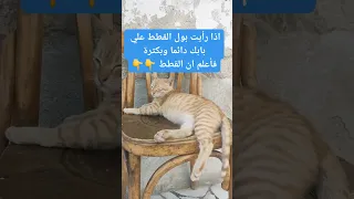 اذا رأيت بول القطط علي بابك دائما انتبه فهذه اشاره لك معلومات 