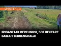 Download Lagu Irigasi Tak Berfungsi, 500 Hektare Sawah di Pariaman Terbengkalai | Liputan 6 Padang