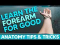Anterior Forearm Muscles Flexors Anatomy Tips Tricks and Mnemonics