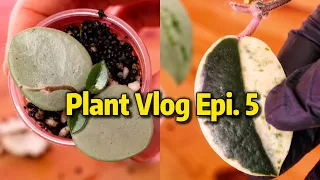 Silent Plant Vlog Ep.5 | Big Plant Unboxing, Hoya Propagation & Alocasia Corms 🌿