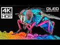 Download Lagu 4K Ultra 120fps HDR Dolby Atmos Video vision - Dolby atmos surround sound with Relaxing Music