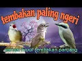 Download Lagu Materi juara jingjing petulak kapas tembak dan cigun
