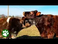 Two rescue cows meet and prove love at first sight exist