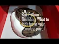 Breeding Ball Pythons The Females Part 1
