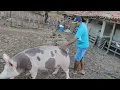 Which pig breed fattens up the fastest?