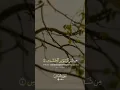 Download Lagu Soera Al-Nas gereciteerd | Genezende verzen uit de Koran