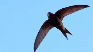 suara panggil walet sp raja liur 77 suara panggil walet terbaru 2023