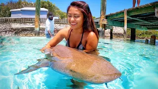 Nursing a nurse shark! – EP66 Sailing Life on Jupiter