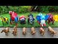 Download Lagu Wadidau‼️ Potong Sapi Qurbani | Sapi, Gajah, Kerbau, Domba, Kuda, Unta Melahirkan, Sapi Mandi Lumpur