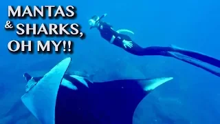 SWIMMING WITH SHARKS & MANTAS [Adventure #108]