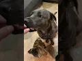 German Shepherd x Cane Corso Mix